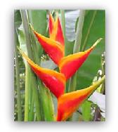 tropical flowers