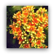 Kalanchoe Flowering Plant