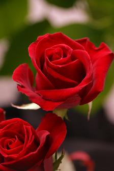 red valentines day rose