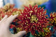 chrysanthemums