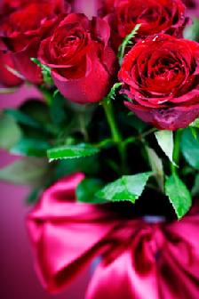 Long Stem Red Roses