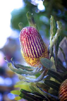 banksia flower