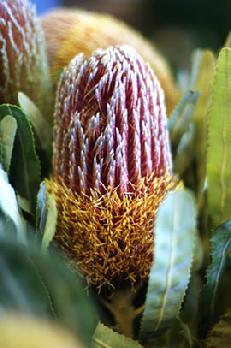 Banksia image