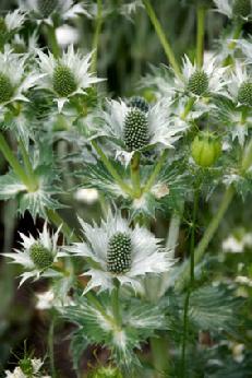 sea holly