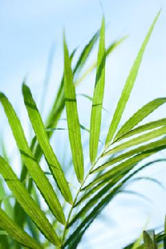 palm sunday palm fronds