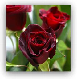 Black Beauty Rose