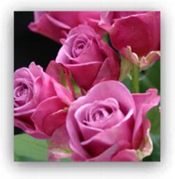 Lavender Sky Rose