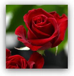 Red Rose