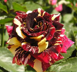 Abracadabra Rose