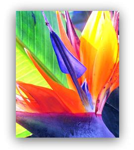 Tropical Birds Paradise on Tropical Flowers  Tropical Floral Arrangements   Minnesota Flower Shop