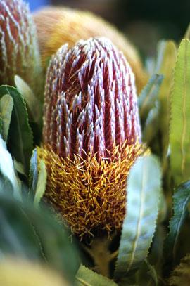 Banksia image