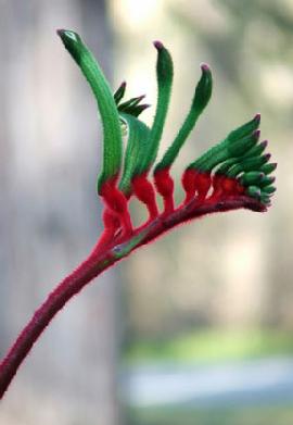 Kangaroo paw unusual flower
