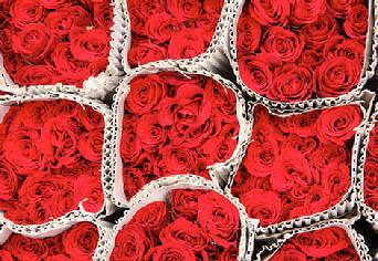 Wholesale Roses