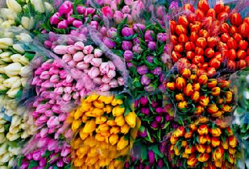 Wholesale flower bunches