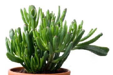 Gollum Jade Plant