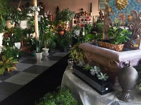 Our green houseplants at our shop