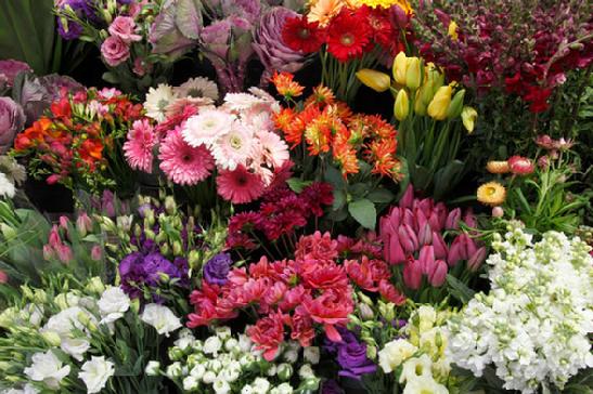 Flower Varieties 