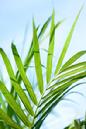 palm fronds